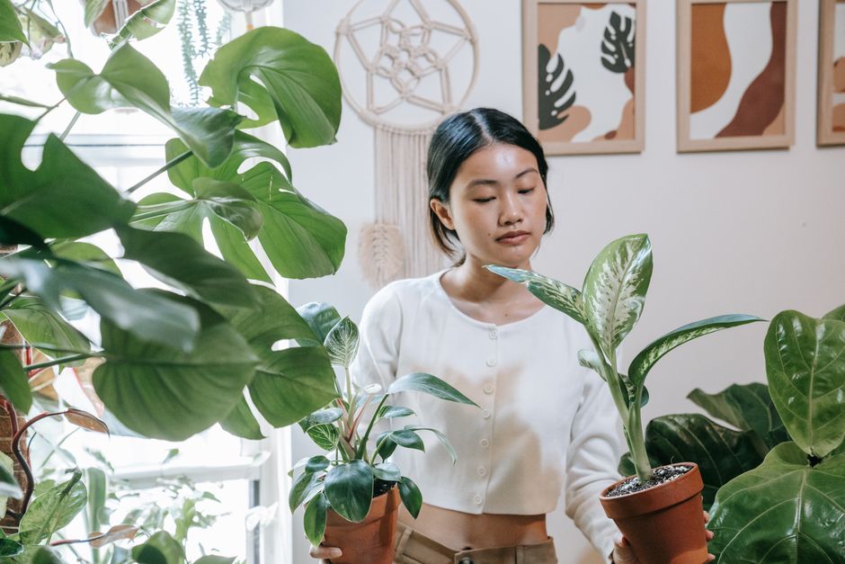 Compacte woonkamer met overvloedige groene planten. Compacte woonkamer met overvloedige groene planten.