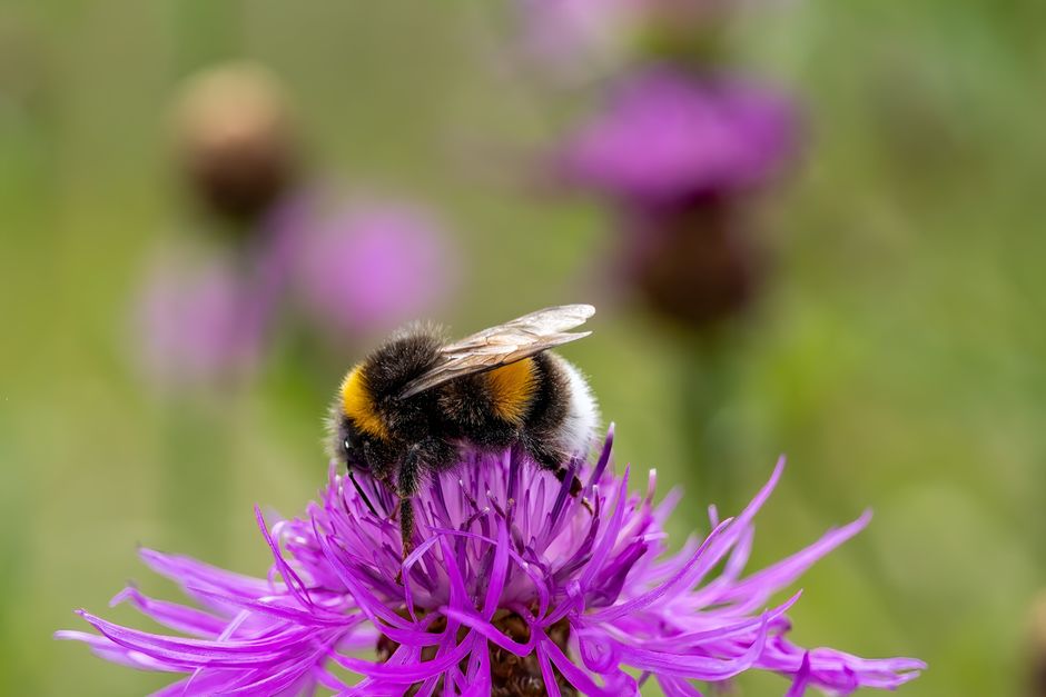 Bloemrijke tuin met diverse inheemse planten. Bloemrijke tuin met diverse inheemse planten.