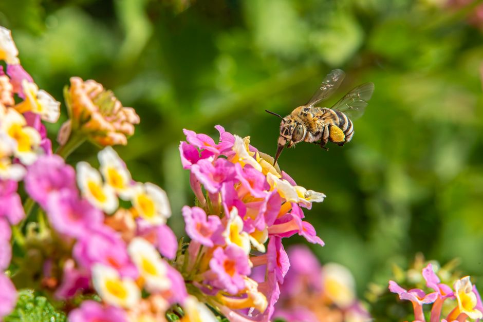 Veld met vlinders bij levendige bloemenstruiken. Veld met vlinders bij levendige bloemenstruiken.