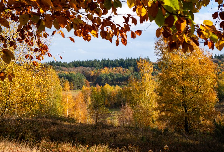 Coupe-gordijn met bruine herfstbladeren en thermovoering.