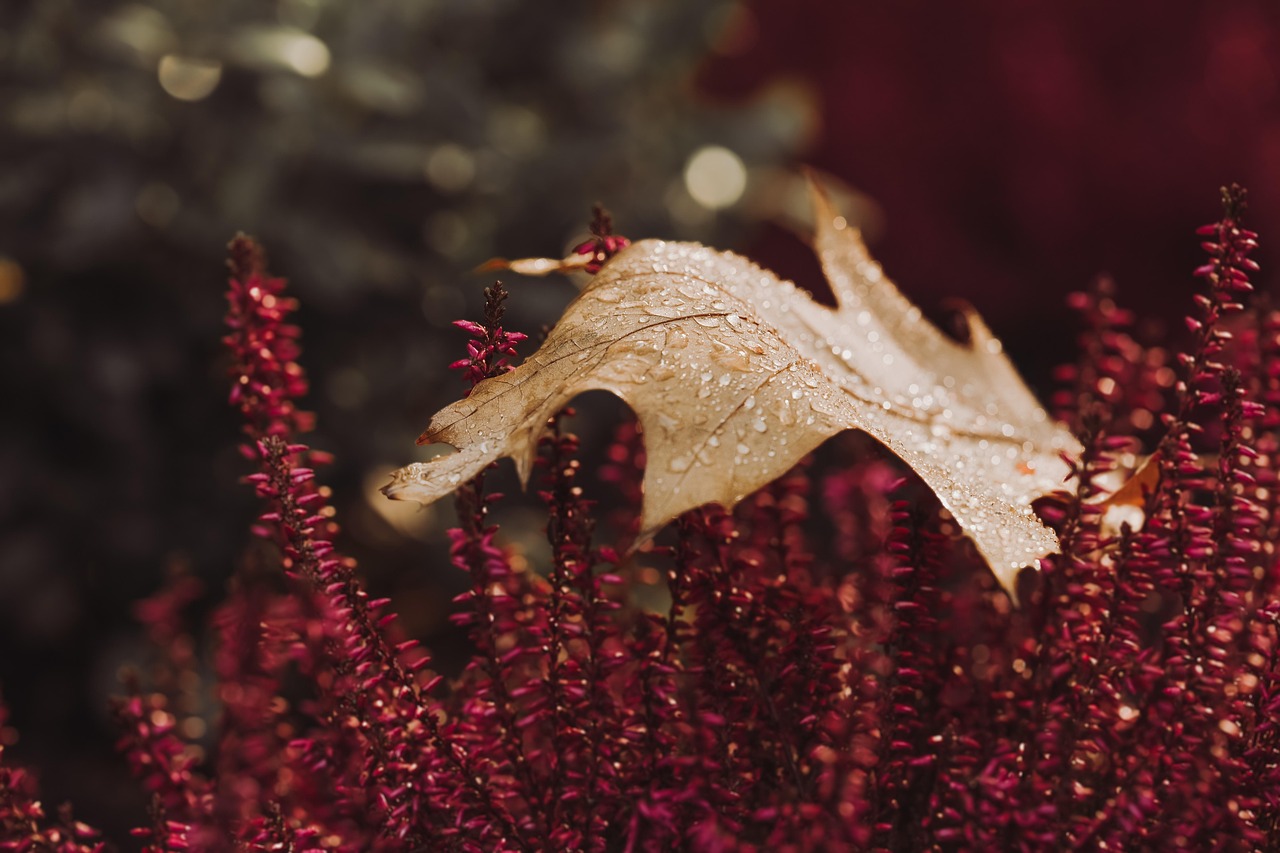 IJslandse herfstplanten in levendige canvas. IJslandse herfstplanten in levendige canvas.