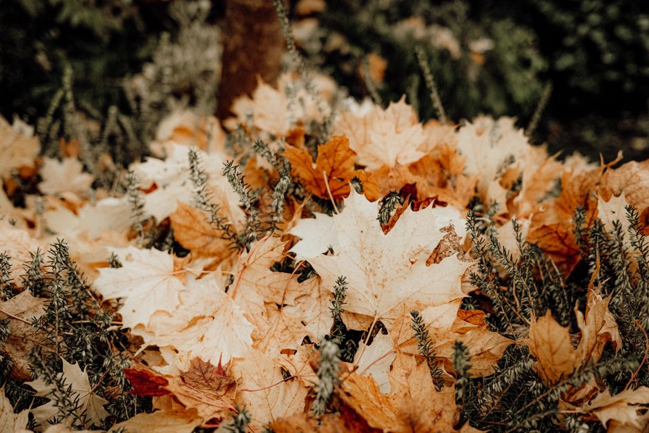 Deurmat met herfstbladontwerp, welkom herfstklaar. Deurmat met herfstbladontwerp, welkom herfstklaar.